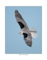 _0SB1776 white-tailed kite a85x11